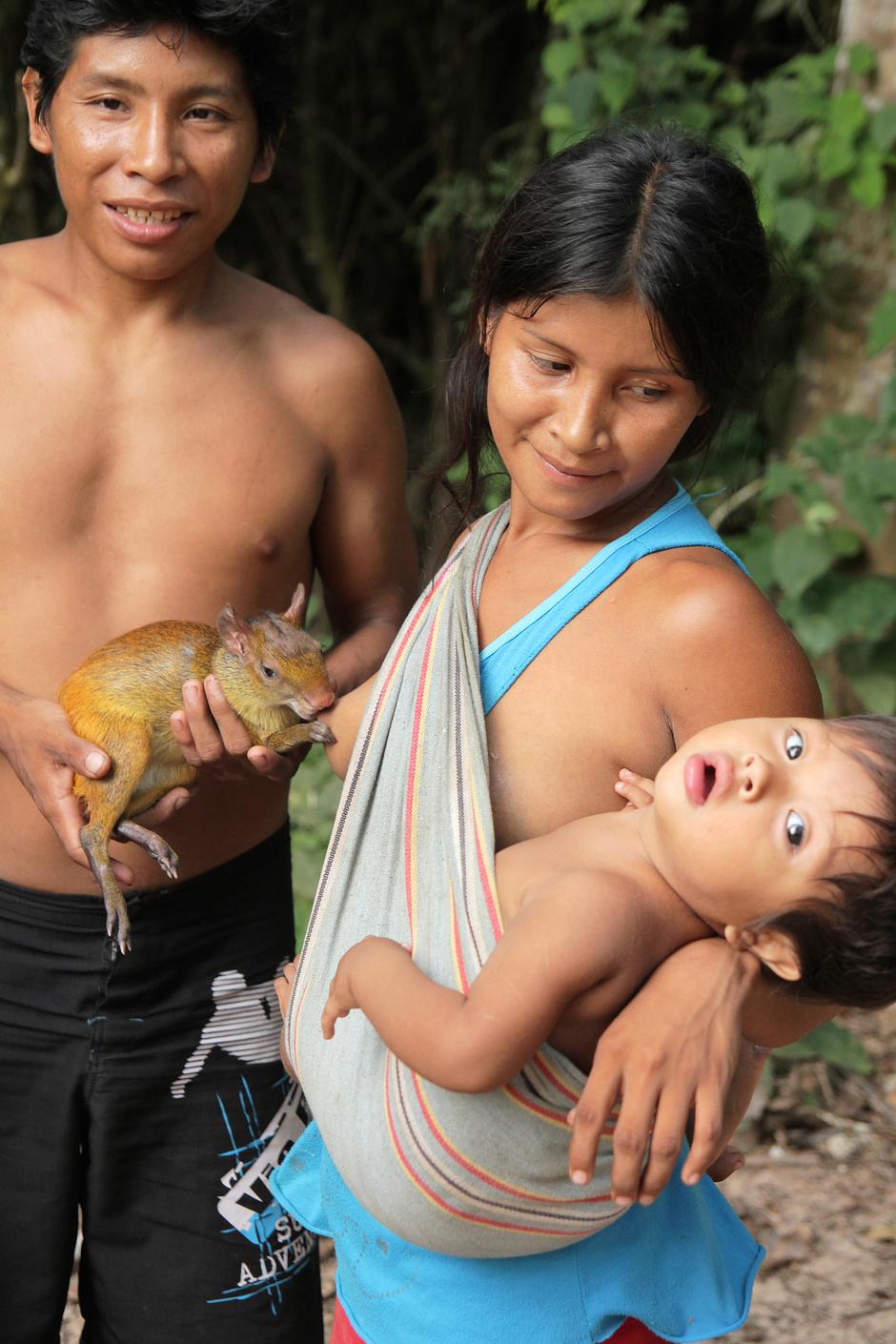 Awá women breastfeed orphaned monkeys and other baby animals, such as agouti, a South American rodent, in addition to their own infants. 

_I spend a long time breastfeeding the baby monkeys_, an Awá woman called Parakeet told a researcher from Survival International.

_And when they have grown, they return to the forest to live.  I hear the howler monkey that was once my pet, singing from the trees_.




