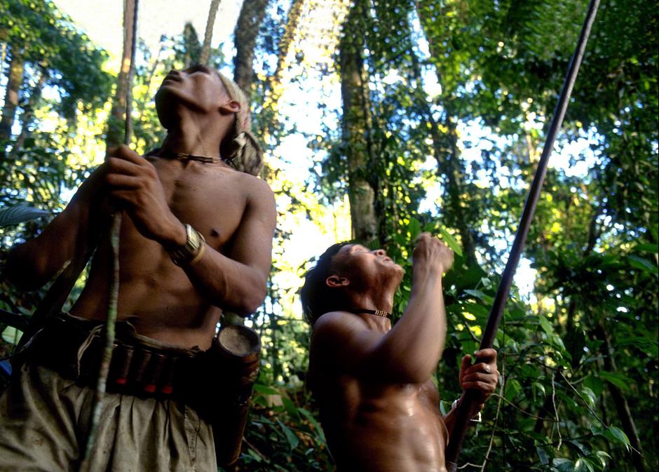 Cazadores penanes en la milenaria selva de Sarawak, en Borneo, uno de los lugares con mayor biodiversidad del planeta.

Los penanes viven desde hace mucho tiempo en armonía con su selva y sus grandes árboles, sus orquídeas excepcionales y los rápidos ríos. 

Hasta los años sesenta todos los penanes eran nómadas, y se trasladaban con frecuencia en busca de jabalíes y para seguir los ciclos de los árboles frutales y la planta de sago silvestre.

En la actualidad, la mayoría de los entre diez y doce mil penanes se ha asentado en comunidades junto a los ríos, aunque algunos aún son principalmente nómadas.

_“La tierra es sagrada”_, dicen. _“Pertenece a los innumerables muertos, a los que viven y a las multitudes que aún están por nacer”_.