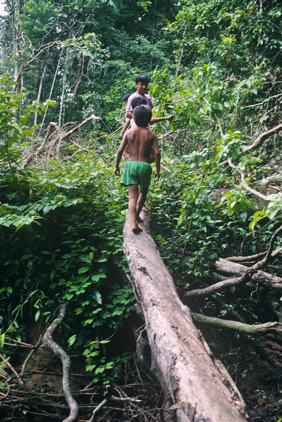 Canadian oil company Pacific Rubiales' $36 million project will see hundreds of seismic lines cut through 700km2 of forest, and wells drilled in search of oil.  

This will affect the headwaters of the three major rivers that are essential to the Matsés’ livelihoods.  In addition, oil block ‘135’ lies directly over an area that has been proposed as a reserve to protect uncontacted tribes.
