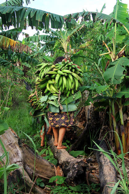Die Matsés bauen eine Vielzahl unterschiedlicher Pflanzen in ihren Gärten an, darunter Kochbananen und Maniok.

"Wir essen kein Fabrikessen, wir kaufen keine Dinge. Das ist der Grund, wieso wir Platz benötigen, um unser eigenes Essen anzubauen", sagt Antonina Duni, eine Frau vom Volk der Matsés.

