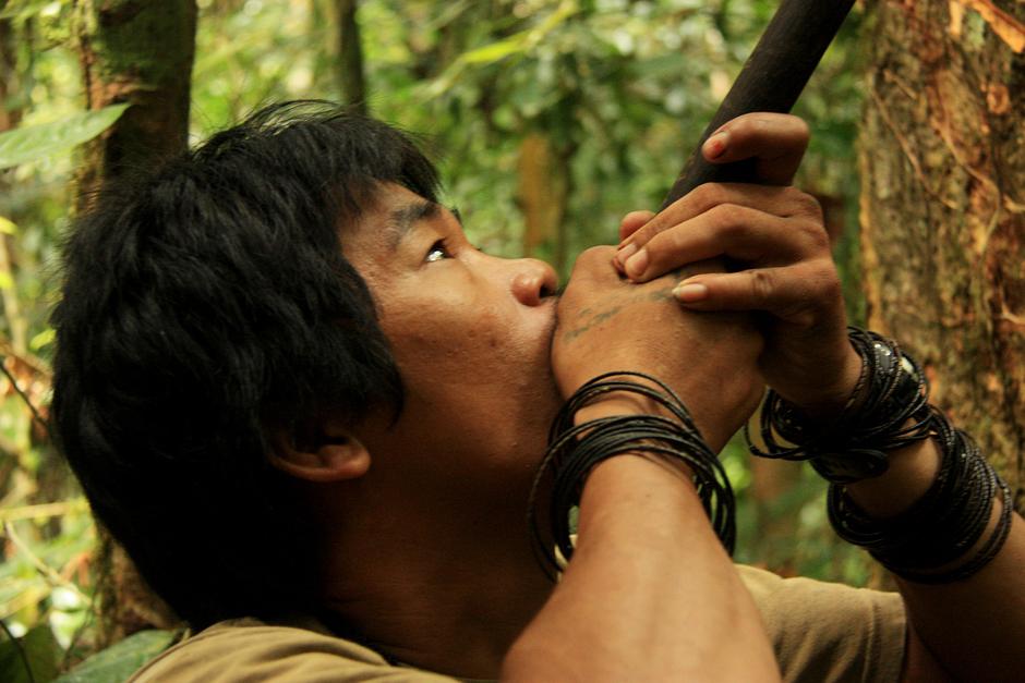 In the rainforests of Borneo, Penan men hunt wild boar with blowpipes made from hardwood and darts laced with _tajem_, a poison extracted from the milky latex of a tree.  

The poison interferes with the functioning of the animal's heart.

Amazon blow-guns can be longer than two and a half metres.
