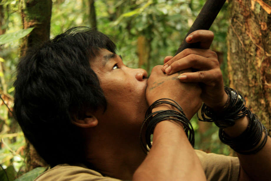 In the rainforests of Borneo, Penan men hunt wild boar with blowpipes made from hardwood and darts laced with _tajem_, a poison extracted from the milky latex of a tree.  

The poison interferes with the functioning of the animal's heart.

Amazon blow-guns can be longer than two and a half metres.

