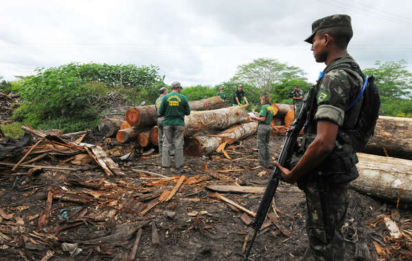 Una operación terrestre contra la deforestación no ha conseguido expulsar a los madereros del territorio awá.