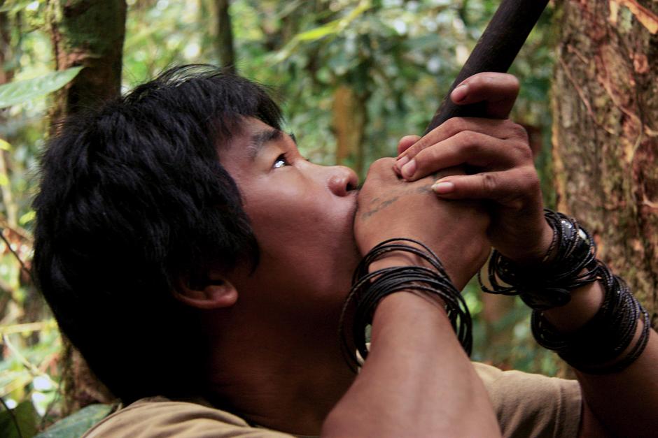 En las selvas de Borneo, los hombres penanes cazan jabalíes con cerbatanas hechas de madera y dardos impregnados en _tajem_, un veneno extraído del látex lechoso de un árbol.  

El veneno interfiere en el funcionamiento del corazón del animal.

Las cerbatanas amazónicas pueden superar los dos metros y medio de largo. 