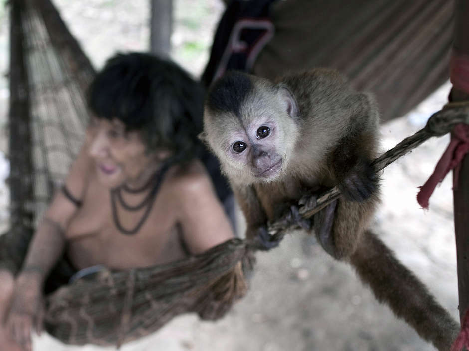 Las mujeres awás cuidan de distintas especies de crías de mono huérfanas, incluidos monos aulladores y capuchinos, dándoles de mamar.