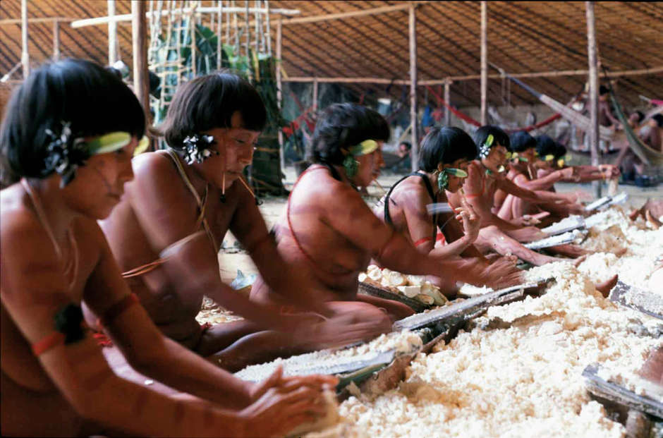 Un gruppo di donne Yanomami macina la radice della manioca. 

Coltivata dagli Indiani sudamericani, la radice di manioca è divenuta oggi un alimento d’importanza mondiale. È l’elemento principale della dieta di circa un miliardo di persone in oltre 100 paesi diversi, cui fornisce circa un terzo del fabbisogno calorico giornaliero. Nella sola Africa, lo utilizza quasi l’80% della popolazione.

In generale esistono due varietà di manioca: dolce e amara, entrambe velenose se non preparate adeguatamente. La maggior parte degli Indiani ne coltiva decine di varietà differenti: la sola tribù dei Tucano ne utilizza più di cinquanta.
