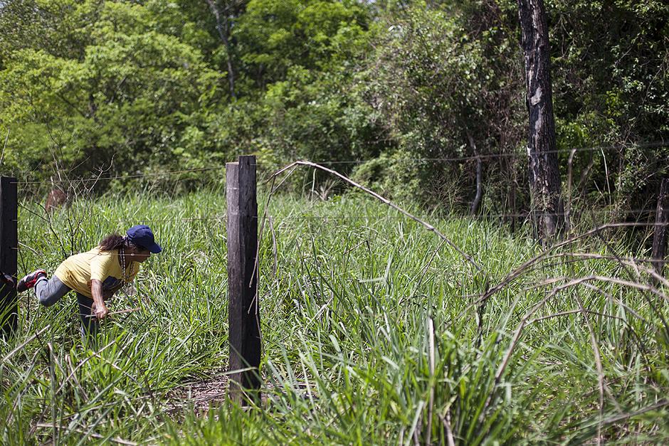 In the past few years, Damiana's husband and three of her sons have been run over and killed on the highway.  

They are buried on their ancestral land, which is now a fenced sugar cane plantation. 

Damiana has taken great risks in breaching the area in order to pray at their gravesides.



