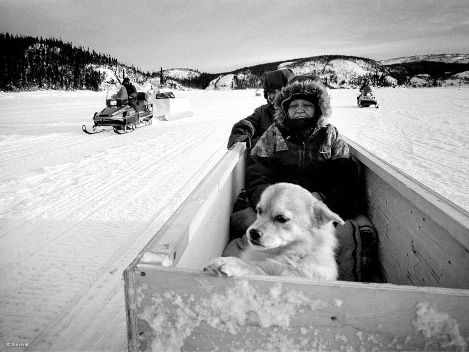 Als katholische Missionare die Küste der Labrador-Québec-Halbinsel im Nordosten Kanadas erreichten, waren viele von ihnen von der Unabhängigkeit und dem Einfluss der Innu-Frauen entsetzt. Bis Mitte des 20. Jahrhunderts war es Teil der Missionsarbeit, die Rollen-Aufteilung zu ändern und sie der europäischen anzupassen.

Noch bis vor relativ kurzer Zeit wurden Frauen in Europa üblicherweise als den Männern unterlegen betrachtet, ihnen wurde die Möglichkeit in der Gesellschaft erfolgreich zu sein abgesprochen und ihre Rolle lag darin, ihre Ehemänner zu ergänzen und zu unterstützen. Zur selben Zeit waren Innu-Frauen sowohl innerhalb als auch außerhalb der Ehe freier und es waren oft die Frauen, die auf den langen Reisen durch die subarktischen Weiten ihrer Heimat die Entscheidung trafen, wann und wo das Lager aufgebaut werden solle.

„Derartige Unabhängigkeit hat jesuitische Missionare empört und sie haben immer wieder versucht, den "Innu":http://www.survivalinternational.de/indigene/innu europäische Standards aufzuzwingen, um die Innu-Frauen ihren Männern unterwürfig zu machen. Dies hat aber erst dann funktioniert, als die kanadische Regierung die Innu dazu gezwungen hat, ihren nomadischen Lebensstil aufzugeben und in Siedlungen zu ziehen“, sagt Prof. Colin Samson, der seit Jahrzehnten mit den Innu arbeitet. 

Trotzdem üben sich die Innu-Frauen in den letzten Jahren wieder im Widerstand: Sie führen beispielsweise eine Bewegung gegen Tiefflug-Übungen an, die über ihren Gebieten die Tiere vertreiben und negative Folgen auf die körperliche und geistige Gesundheit haben.

Auch im Widerstand gegen die Bergbau-Industrie auf Innu-Land haben sie eine bedeutende Rolle gespielt und setzen sich aktiv dafür ein, dass die Innu ihren Lebensstil aufrechterhalten können. 