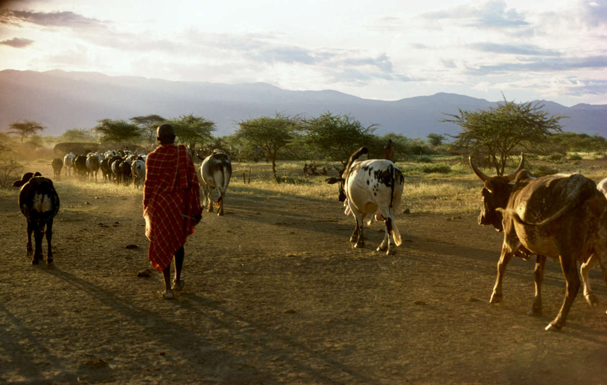 Maasai herder with his cattle, Kenya