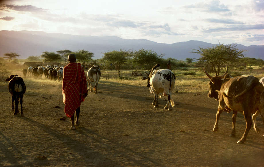 For generations, the Maasai - pastoralist cattle-herders of Kenya and Tanzania - have been semi-nomadic.  They have followed the seasonal rains of East Africa, moving their herds from one place to another, so giving the grass a chance to grow again. Their way of life was originally made possible by a communal land tenure system, in which everyone in one area shared access to water and pasture. 

Cattle herds have always been central to their lives. The measure of a man's wealth is gauged in terms of cattle and children; individuals, families, and clans establish close ties through the giving or exchange of cattle. 

The Maasai diet traditionally consisted of raw meat, milk and blood from cattle, but in recent years they have also grown dependent on other foods such as maize, rice, potatoes and cabbage.

_Our traditional philosophy is that the land doesn’t belong to any individual: it belongs to the dead, the living, and those not yet born_, said Maasai Joseph Ole Simel.

