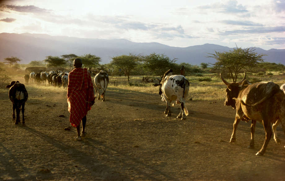 Life of the Maasai Tribe in Kenya — Acanela Expeditions