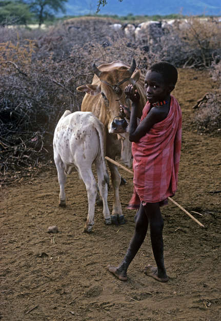 Un chico masái cuida del ganado. Viste una _shúkà_, la palabra _maa_ (lengua masai) que designa una toga de color rojo intenso, teñida de ocre y que tradicionalmente se lleva envuelta alrededor del cuerpo. 

Han sido muchos los intentos  de los gobiernos para "desarrollar" a los masáis, con el argumento de que mantienen demasiado ganado para la tierra. Sin embargo, los masáis son ganaderos eficientes y rara vez cuentan con más animales de los que necesitan o de los que pueda sostener la tierra. 

_Somos pastores nómadas. Si solo llueve una vez al año, y lo hace a 50 km, tenemos que llevar a nuestros animales allí. Necesitamos llevar a nuestros animales a los ríos_, explica Joseph Ole Simel.