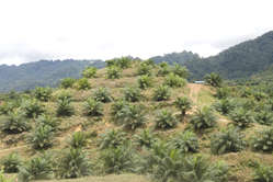 Palmiers à huile récemment plantés sur une terre déforestée, Sarawak.