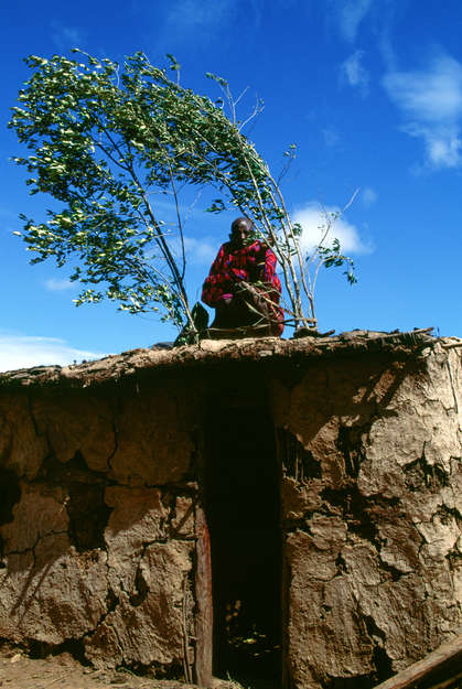 A Maasai house, called an _inkajijik_, is made from branches, mud and dried animal dung.  It is very dark inside, which keeps away the flies that swarm around goat and cow herds. 
