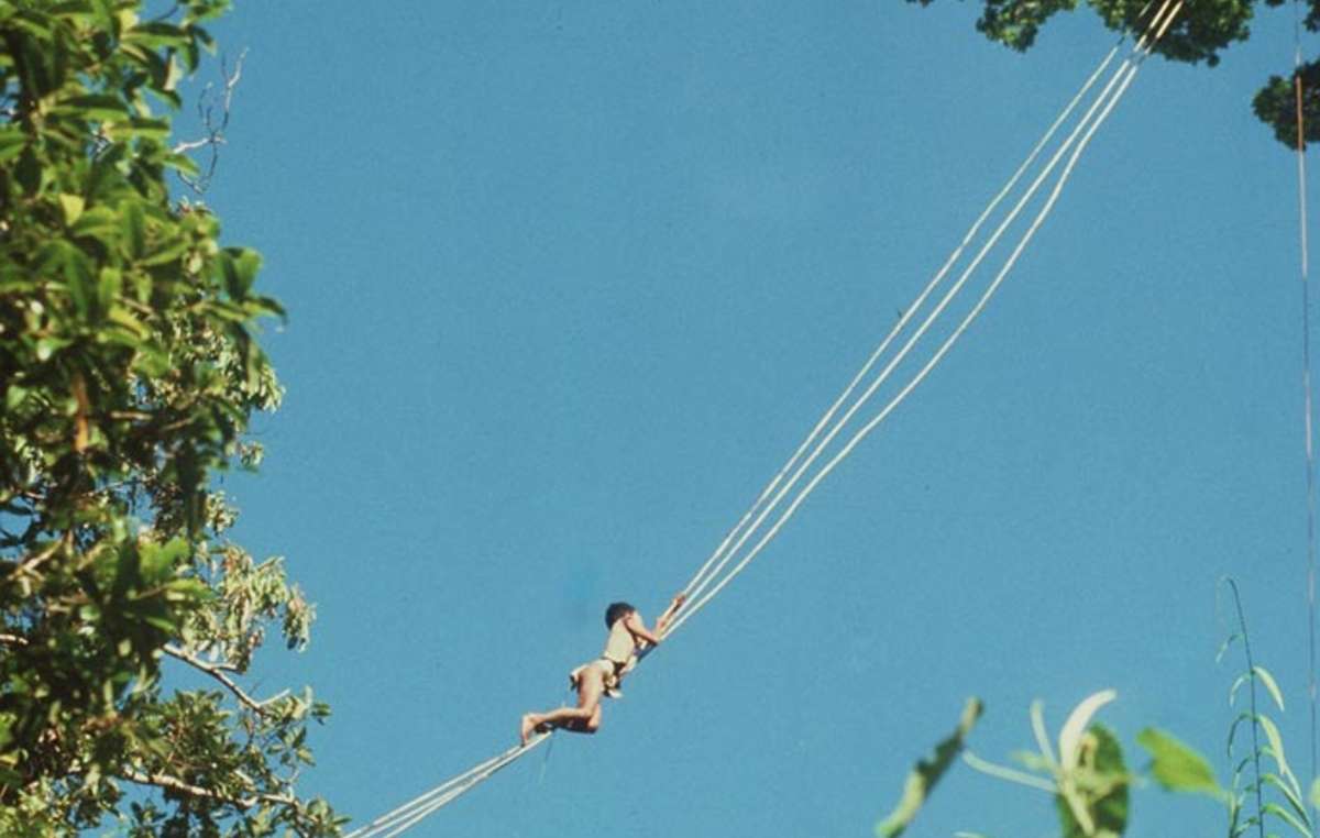 A Palawan climbing an aerial bridge made of rattan canes to reach a ginuqu tree canopy.