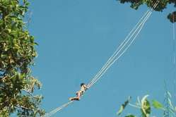 A Palawan climbing an aerial bridge made of rattan canes to reach a ginuqu tree canopy.