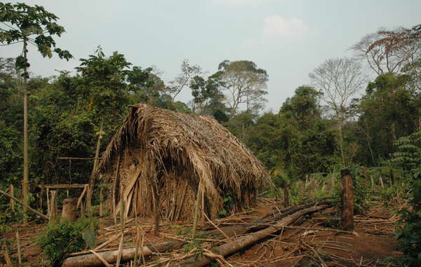 La choza y el huerto del 'Último de su Tribu', con cultivos de mandioca y otros vegetales. Se sabe muy poco de este indígena no contactado. Vive solo en un pedazo de selva, rodeado de ranchos de ganado y plantaciones de soja en el estado brasileño de Rondonia.