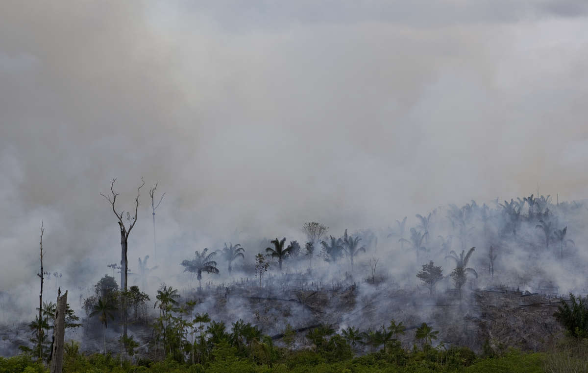Las llamas han devorado ya casi la mitad de la selva Arariboia.