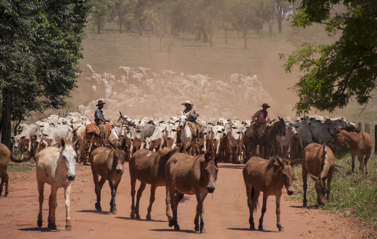 We Guarani Are Fighting For Our Sacred Land Survival International