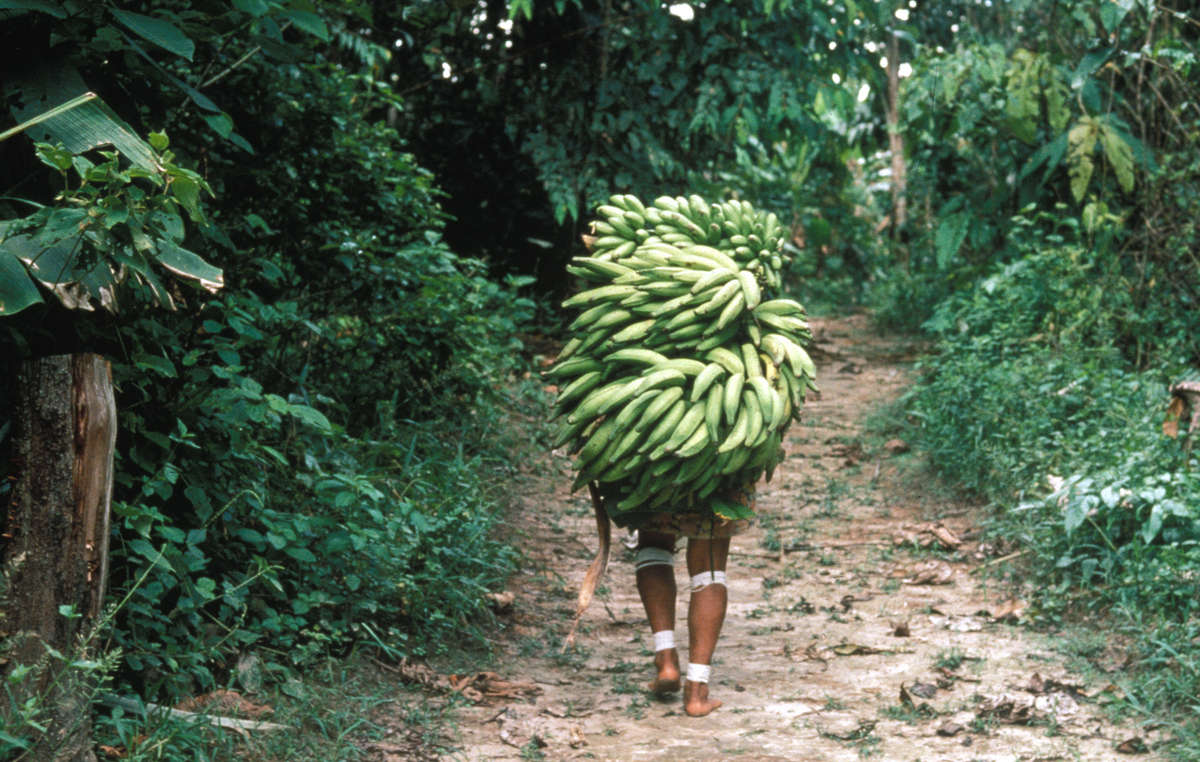 Do Deer Eat Bananas? Unveiling the Surprising Truth