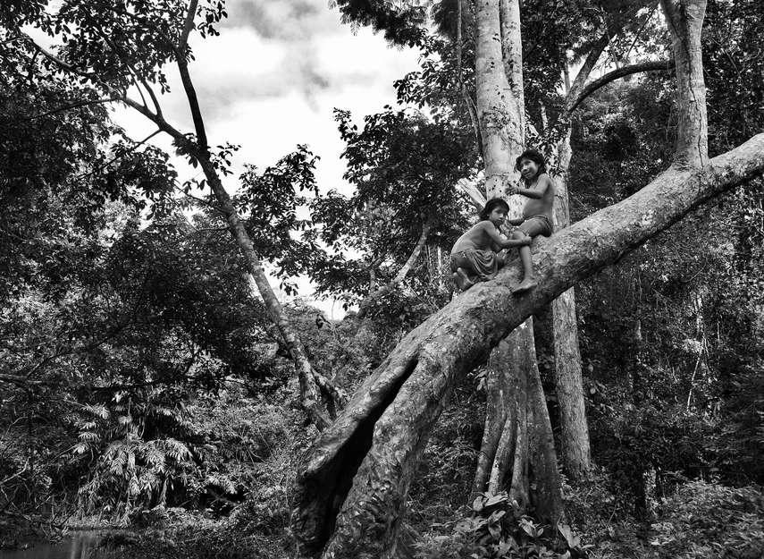On estime qu'une centaine d'Awá isolés vivent encore dans la forêt tropicale sans aucun contact avec le monde extérieur.

Ils sont l'une des dernières tribus isolées de la planète.