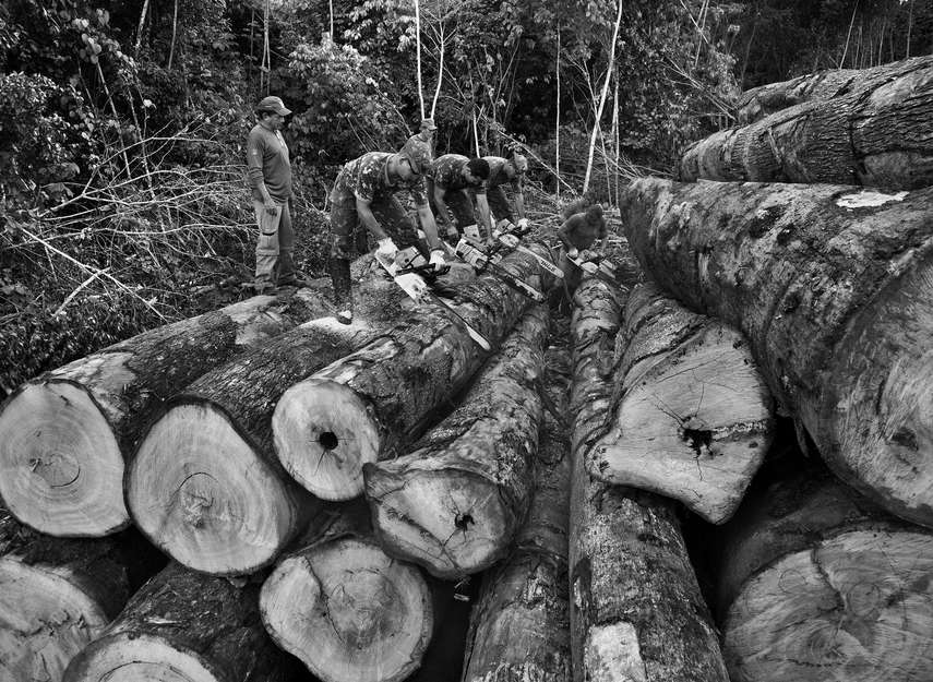 Loggers and farmers work day and night to chop and sell the wood and clear land for cattle pasture.