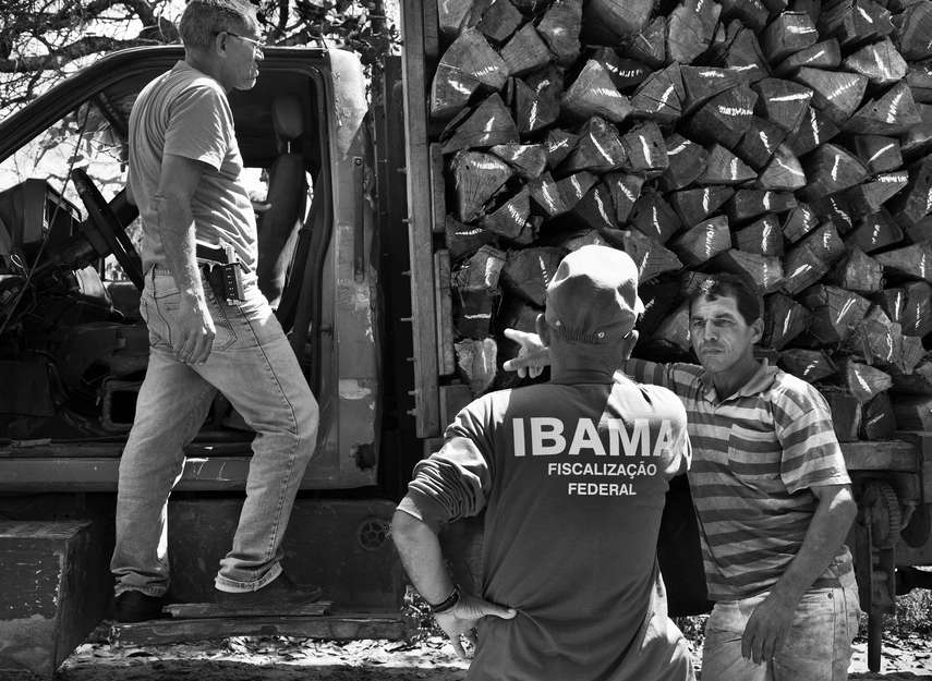 Die brasilianische Armee zerstört beschlagnahmtes Holz vom Land der Awá nach einer Operation gegen illegale Abholzung 2013. 

Anfang 2014 begann Brasilien endlich mit einer "Operation gegen illegale Eindringlinge im Schutzgebiet der Awá":http://www.survivalinternational.de/nachrichten/9578. 

Viehzüchter und Holzfäller hatten bis zum Schluss dagegen protestiert und gefordert, das Land der Awá nicht länger als indigenes Gebiet anzuerkennen. Einige hatten sogar behauptet, die Awá würde es gar nicht geben. 

Soldaten, Einsatzkräfte des Umweltministeriums und Polizisten sind nun im Awá-Gebiet unterwegs, um die Siedler, Holzfäller und Farmer – viele von ihnen schwer bewaffnet – über die Ausweisung zu informieren.