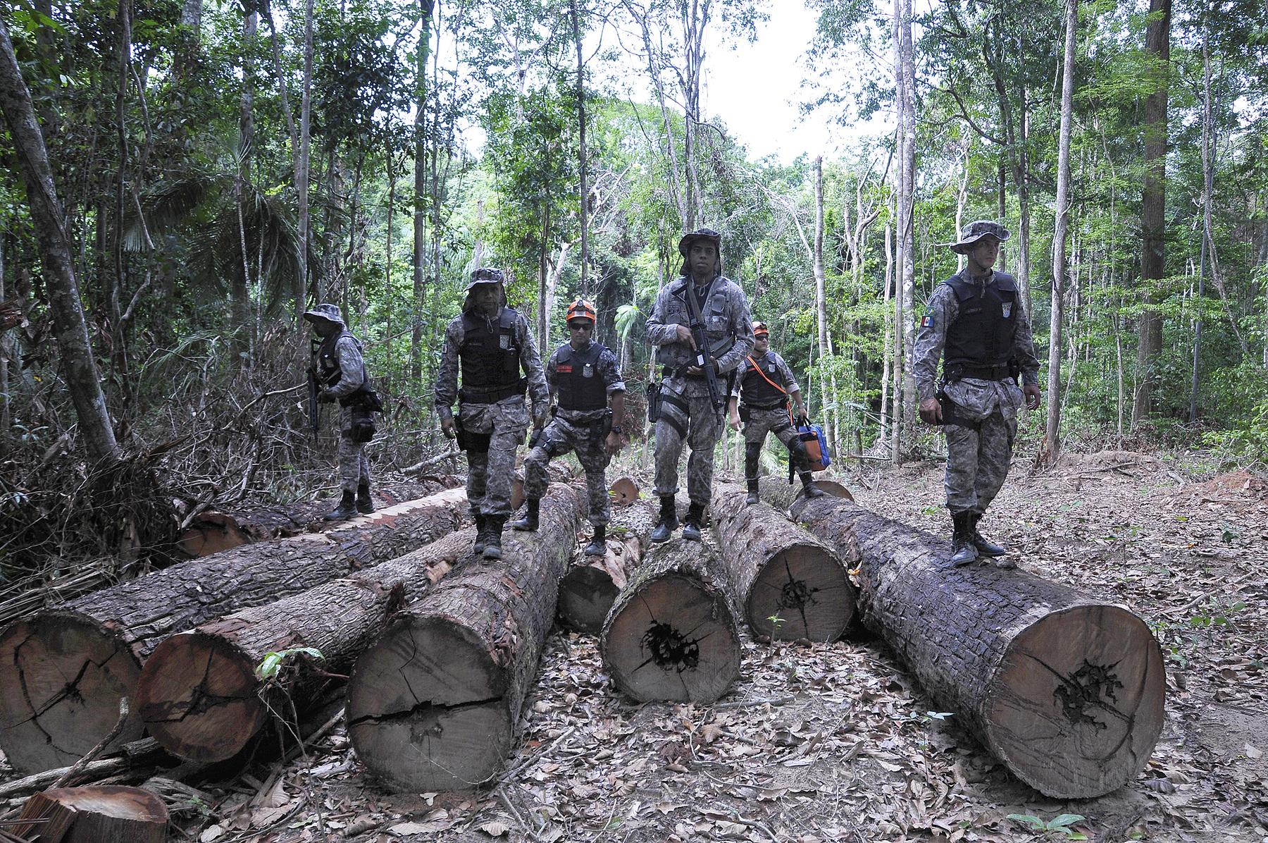 Campaign triumphs as loggers expelled from territory of Earth's most