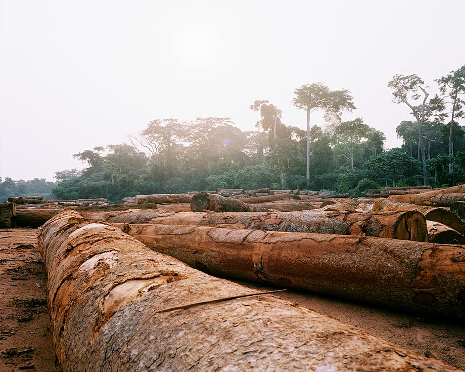 En los últimos años las tierras de los “pigmeos”  han sido devastadas por la tala, la guerra y la invasión de agricultores.

Muchos planes de conservación que tienen como objetivo establecer reservas de vida salvaje niegan los derechos territoriales de los pueblos indígenas, que son expulsados fuera de sus territorios. Los “pigmeos” batwas fueron obligados a abandonar el bosque de Bwindi, en Uganda, para proteger a los gorilas de montaña.

_“Esta variante de robo de tierras se está convirtiendo rápidamente en uno de los principales problemas a los que se enfrentan los pueblos indígenas en la actualidad”_, dice Stephen Corry de "Survival International":http://www.survival.es.

_“Todos mis antepasados vivieron en estas tierras”_, declaró un hombre batwa. _“Por culpa de la expulsión, ahora todo el mundo está desperdigado”_. 