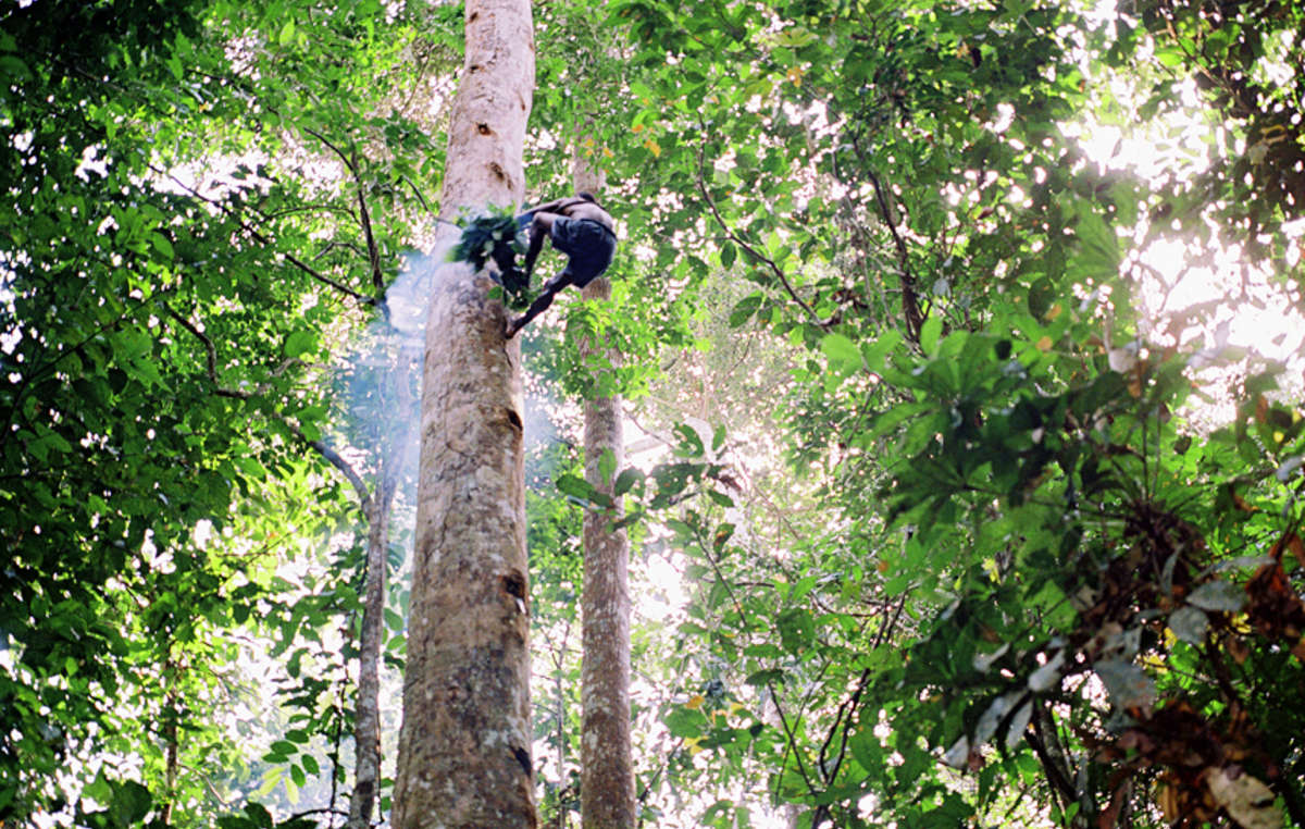 Viele Pygmäen leben von den Erzeugnissen des Waldes, die sie mit viel Erfahrung gewinnen.