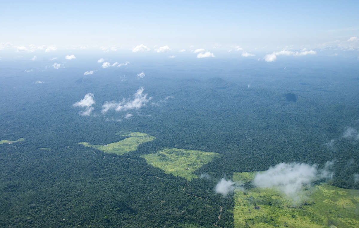 Areas of deforestation created by cattle ranches near Yanomami land, 2010. 