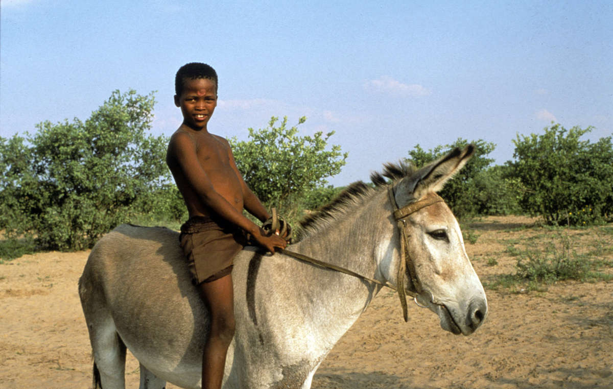Les Bushmen dépendent des ânes pour transporter l'eau dans la réserve.