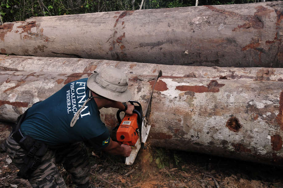 A special agent from FUNAI, Brazil's National Indian Foundation, saws through illegally felled timber to render it worthless.