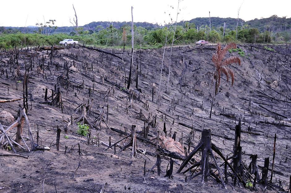 Illegal loggers had cut roads through the rainforest. 

_It’s like our forest was being eaten up_, Takia Awá, an Awá man, told a Survival researcher. 

There are approximately 350 contacted Awá; around 100 Awá remain uncontacted and are particularly vulnerable to diseases brought in by outsiders, which could kill them. 

They are still at great risk, despite the success of _Operation Awá_.