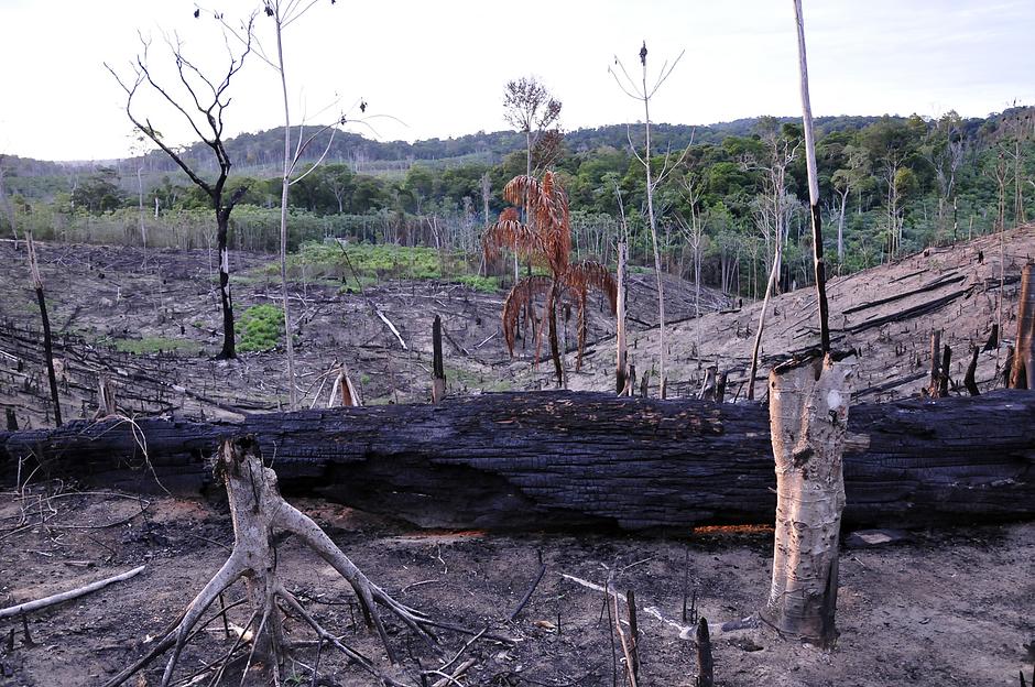 The Awá refer to their homeland as _Harakwá_, meaning _the place that we know_.  

Every valley, stream and trail is inscribed upon their mental map.

Today, over 30% of the rainforest in the tribe's central territory has been illegally destroyed.