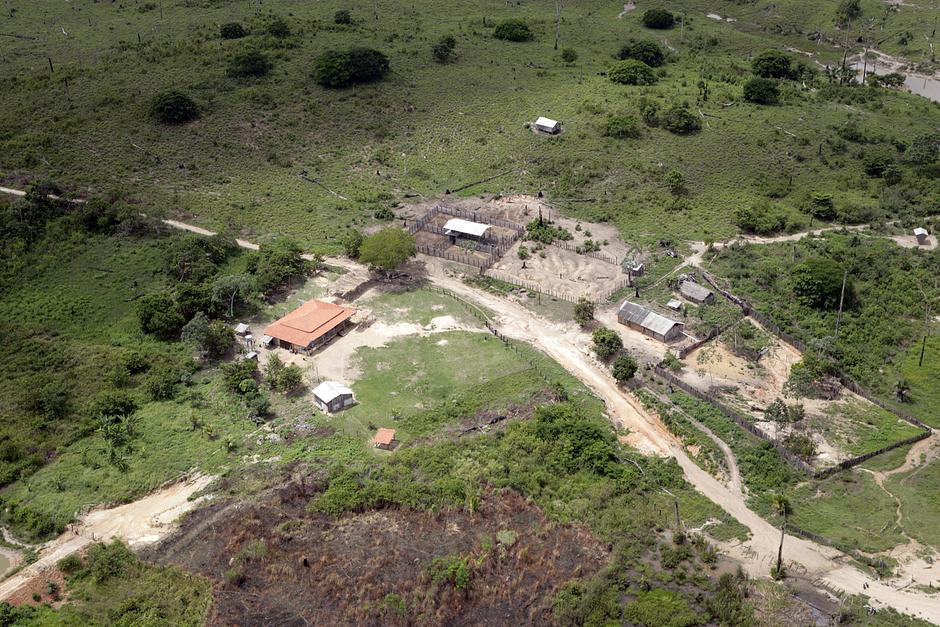 An illegal cattle ranch on Awá land; the forest has been destroyed.

In stark contrast to the devastation wreaked upon the rainforest by invaders, the Awá have been the forest's conservationists for generations.