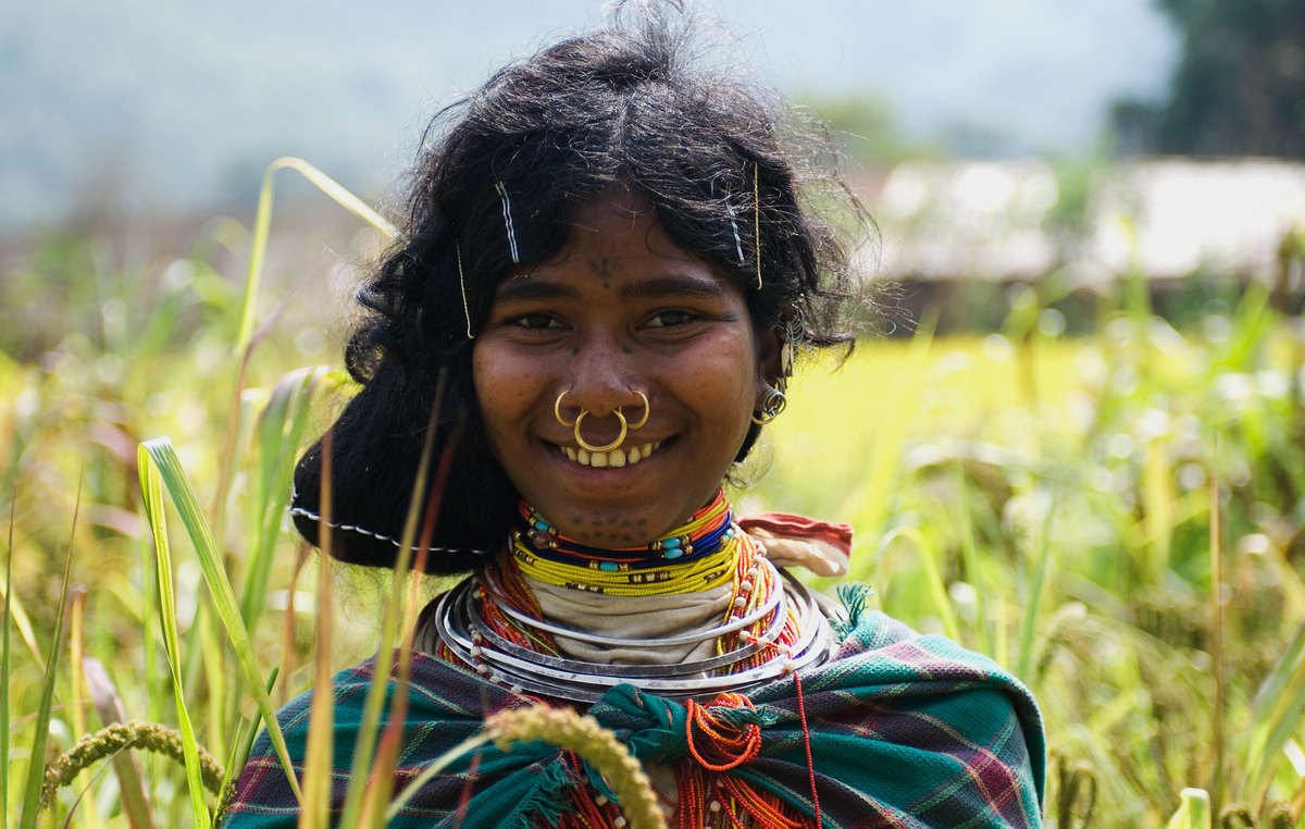 Frau der Dongria Kondh sammelt Hirse in Niyamgiri, Indien