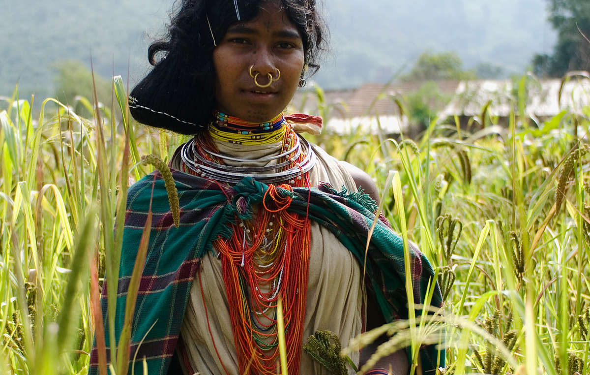 Mujer dongria kondh mientras recolecta mijo en Niyamgiri, India.