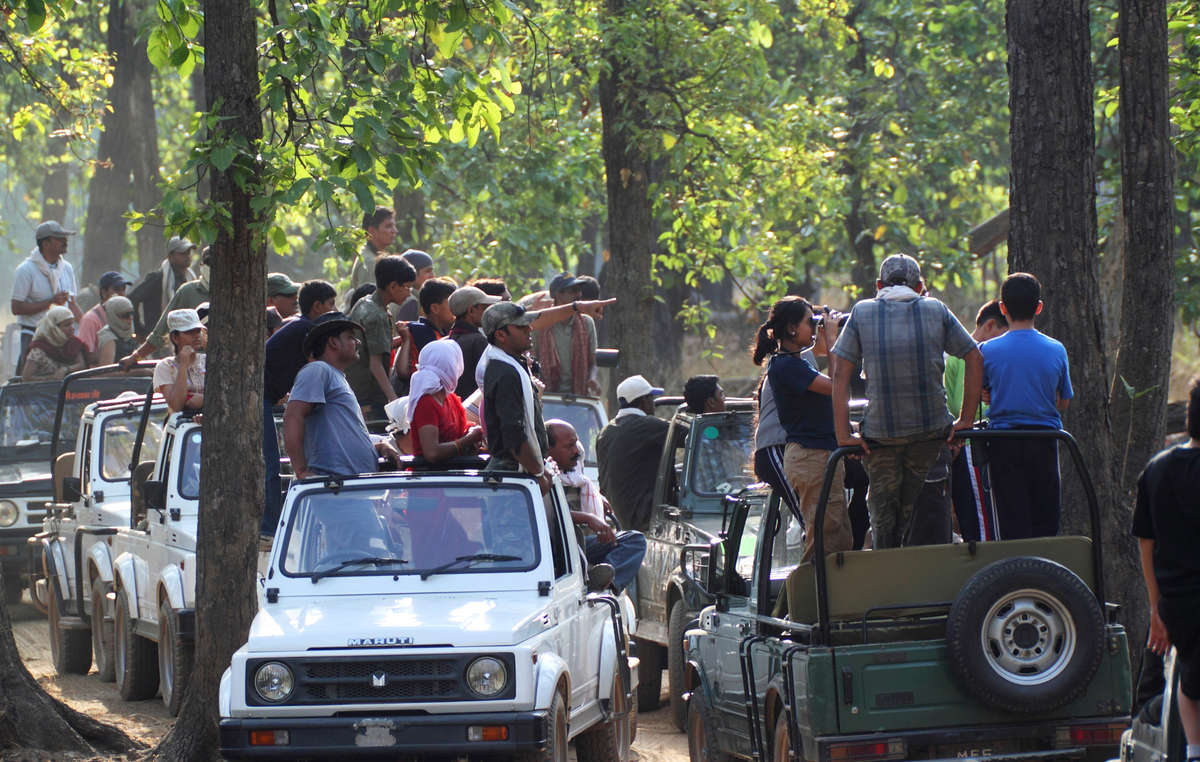 Orde di turisti visitano le riserve delle tigri in India a bordo delle jeep.