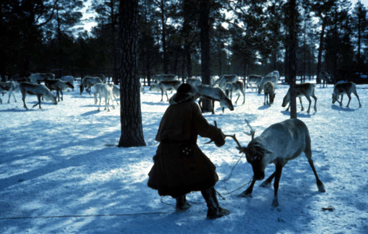Khanty preparando al reno para atarlo al trineo, Siberia 1992.