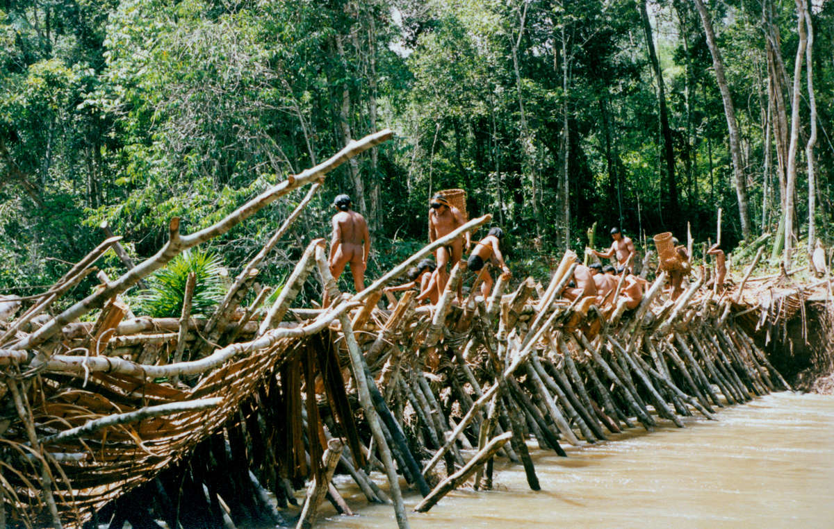 Homens Enawenê Nawê constroem represas de madeira para capturar peixe, Brasil.
