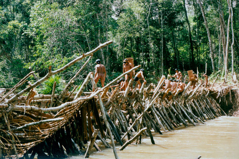 In the wet season, when the hills of the Serra de Norte are shrouded in clouds, the longest indigenous ritual in Amazonia begins.  

_Yãkwa_ maintains the harmony of the world and is a four month exchange of food between the Enawene Nawe and the subterranean _yakairiti_ spirits, who are the owners of fish and salt.

At the beginning of _Yãkwa_, the Enawene Nawe build _waitiwina_ (dams) across _Adowina_ (the Rio Preto).  The dams are created from criss-crossing trunks, which form a latticework of interwoven timber, into which are inserted dozens of cone-shaped traps. 

Bark and vine are used as joints. 