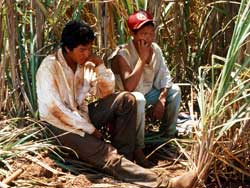 Des enfants guaranis travaillent dans les champs de canne à sucre qui couvrent aujourd'hui une grande partie des terres ancestrales de leur peuple dans l'État du Mato Grosso do Sul's ancestral lands in Mato Grosso do Sul state