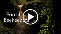 Forest Beekeepers