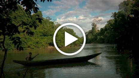 Un extraño en la selva