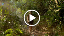 Earth's most threatened tribe: the campaign triumphs!